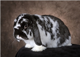 lop rabbit lop rabbit
